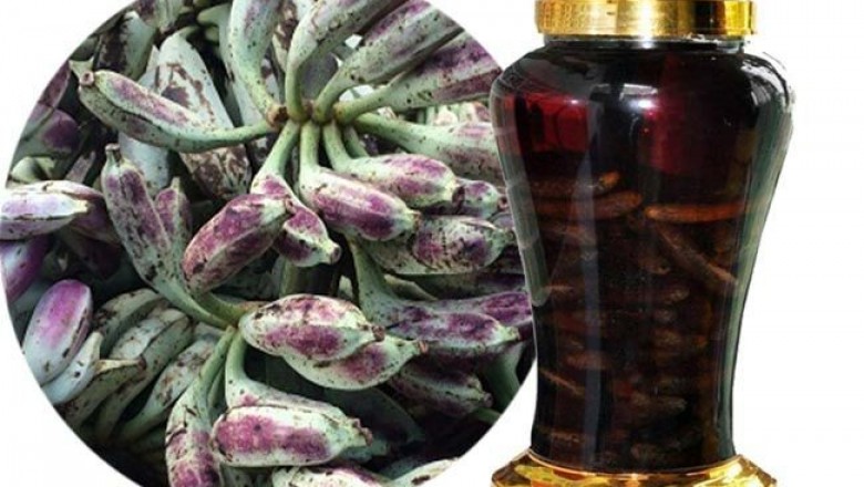 Cách ngâm rượu quả chuối hột rừng, Musa acuminata