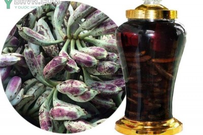 Cách ngâm rượu quả chuối hột rừng, Musa acuminata