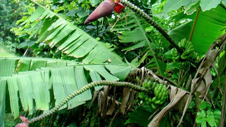 Công dụng, tác dụng chữa bệnh từ cây chuối hột rừng: theo Lương y HOÀNG DUY TÂN