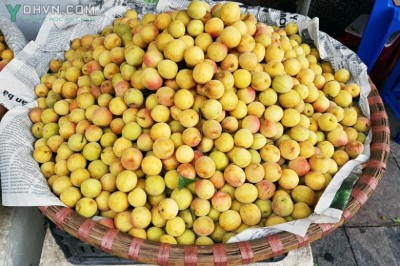 Tác dụng ít biết từ quả mơ: theo BS. XUÂN ĐỒNG