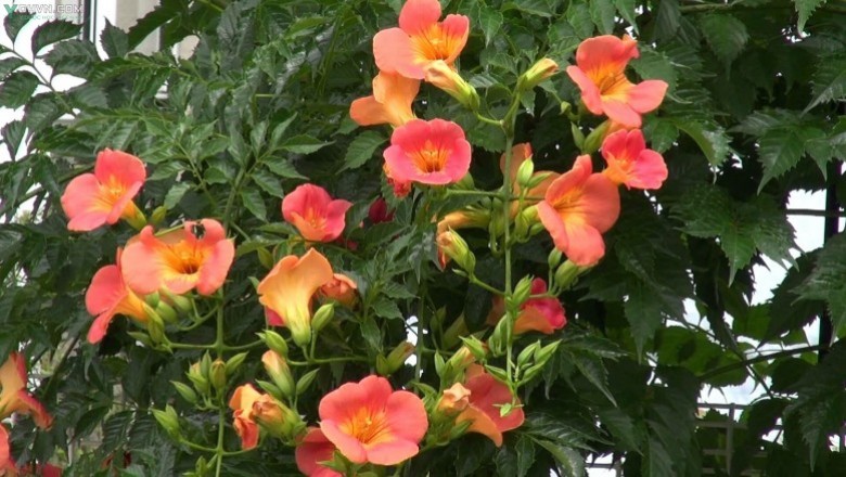 Cây dược liệu cây Ðăng tiêu, Ðăng tiêu hoa to - Campsis grandiflora (Thunb.) K.Schum