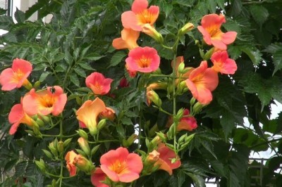 Cây dược liệu cây Ðăng tiêu, Ðăng tiêu hoa to - Campsis grandiflora (Thunb.) K.Schum