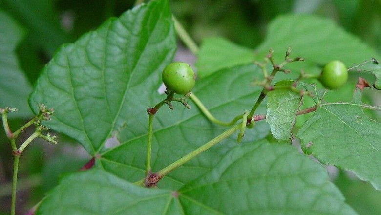 Cây dược liệu cây Dâu dây, Dây mề gà - Ampelopsis heterophylla Sieb. et Zucc