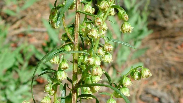 Cây dược liệu cây Ngải Nhật, Mẫu hao - Artemisia japonica Thunb