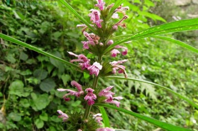 Các bài thuốc từ cây ích mẫu: theo TTND.BS. Nguyễn Xuân Hướng