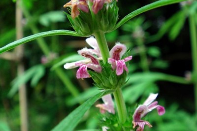 Cây dược liệu cây Ích mẫu, Cây chói đèn - Leonurus heterophyllus Sweet