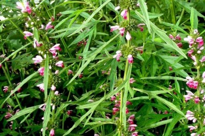 Những món ăn thuốc từ cây dược liệu ích mẫu: theo BS. Tiểu Lan