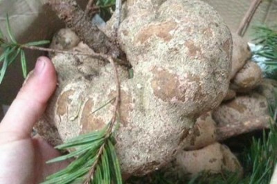 Nấm Phục linh và những bài thuốc chữa bệnh