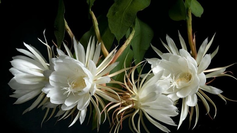 Cây dược liệu cây Quỳnh hay Huỳnh hoa - Epiphyllum oxypetalum (DC.) Haw. (Cereus oxypetalus DC.)