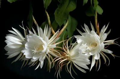 Cây dược liệu cây Quỳnh hay Huỳnh hoa - Epiphyllum oxypetalum (DC.) Haw. (Cereus oxypetalus DC.)