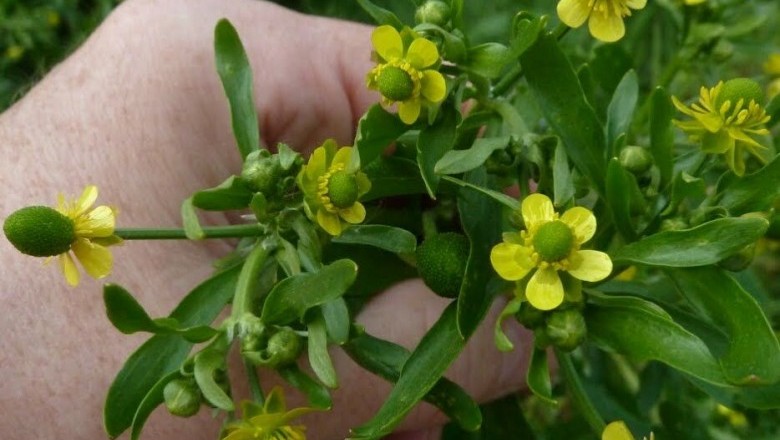Cây dược liệu cây Mao lương, Mao lương độc -Ranunculus sceleratus L