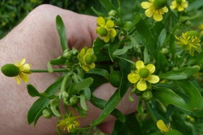 Cây dược liệu cây Mao lương, Mao lương độc -Ranunculus sceleratus L