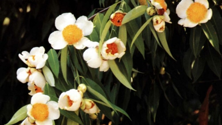 Cây dược liệu cây Vắp - Mesua ferrea L