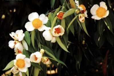 Cây dược liệu cây Vắp - Mesua ferrea L