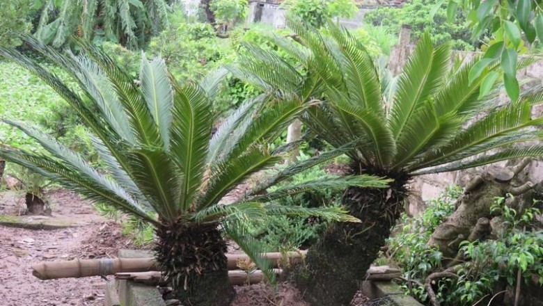 Cây dược liệu cây Vạn tuế - Cycas revoluta Thunb