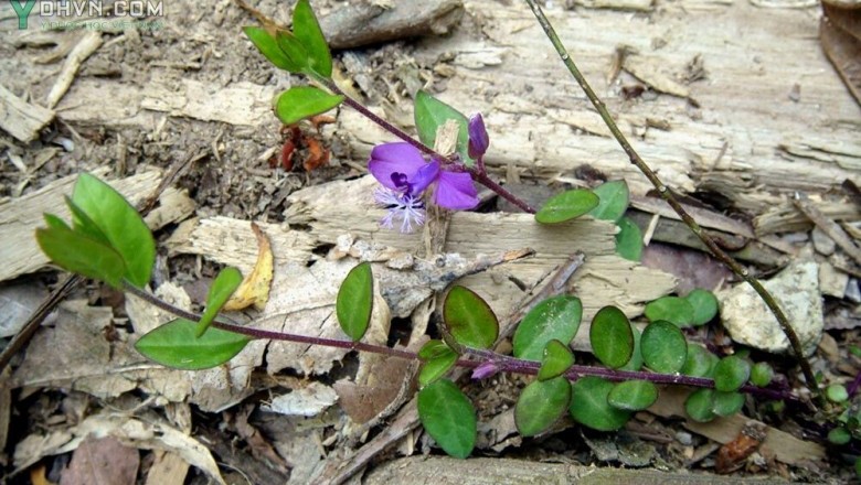 Cây dược liệu cây Viễn chí Nhật, Nam viễn chí - Polygala japonica Houtt