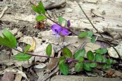 Cây dược liệu cây Viễn chí Nhật, Nam viễn chí - Polygala japonica Houtt