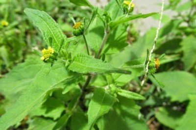 Bài thuốc  trị phong thấp, mụn nhọt từ cây Hy thiêm: theo TS. Nguyễn Đức Quang