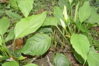 Cây dược liệu cây Vạn niên thanh sáng, Vạn niên thanh Quảng Ðông - Aglaonema modestum Schott ex Engl