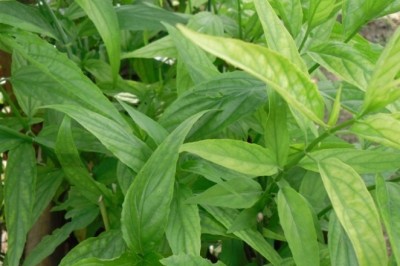 4 bài thuốc tuyệt hay chữa lở miệng do nhiệt từ cây Mảnh cộng: theo Lương y Hữu Đức 