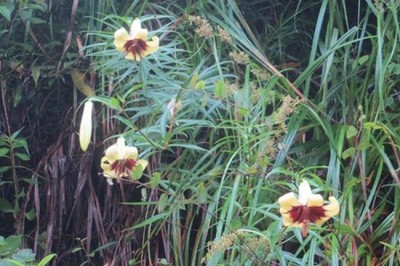 Cây dược liệu cây Bách hợp hay Tỏi rừng - Lilium brownii