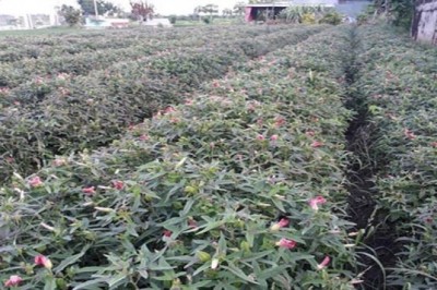 Cách Trồng Và Chăm Sóc Cây Sâm Bố Chính