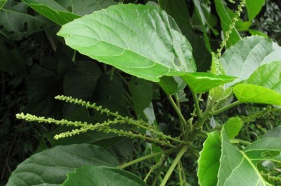 Cây dược liệu cây Lộc mại, Mọ trắng - Claoxylon indicum (Reinw. ex. Blunne) Endl. ex Hassk