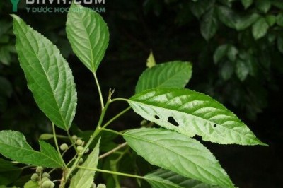 Cây dược liệu cây Lộc mại lá dài, Mọ lá dài - Claoxylon longifolium (Blunne) Endl. ex Hassk (Erythrochilus longiflolius Blunne) 