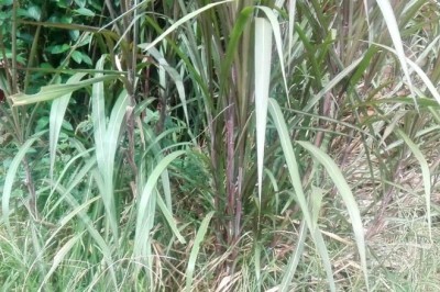 Cây dược liệu cây Mía lau, Cam giá - Saccharum sinensis Roxb