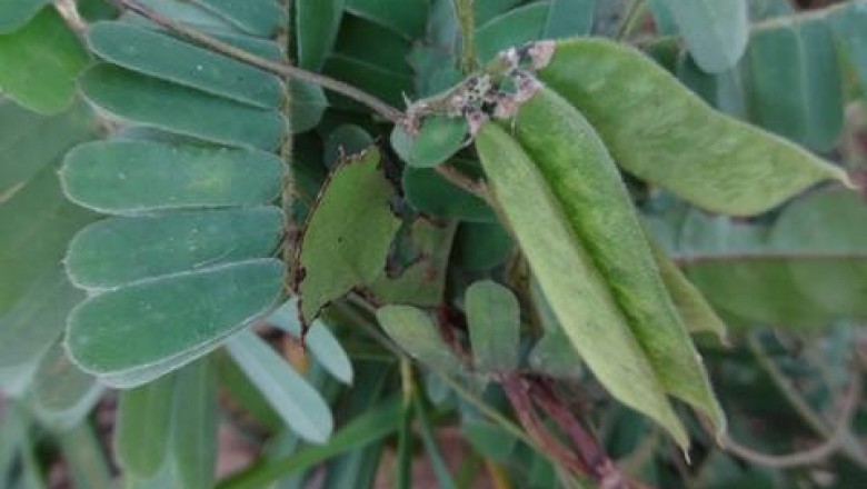 Cây dược liệu cây Kê cốt thảo - Abrus pulchellus Wall. ex Thw. subsp. cantoniensis (Hance) Verde