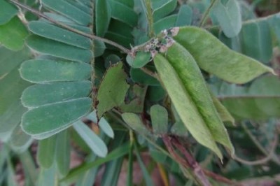 Cây dược liệu cây Kê cốt thảo - Abrus pulchellus Wall. ex Thw. subsp. cantoniensis (Hance) Verde