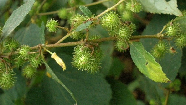 Cây dược liệu cây Ké đay vàng, Gai đầu hình thoi - Triumfetta bartramia L. (T. rhomboidea Jacq.)