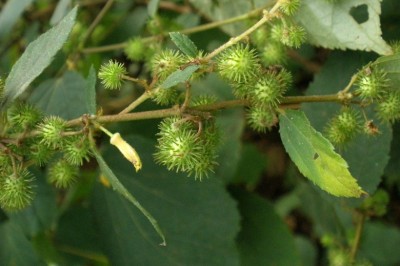 Cây dược liệu cây Ké đay vàng, Gai đầu hình thoi - Triumfetta bartramia L. (T. rhomboidea Jacq.)