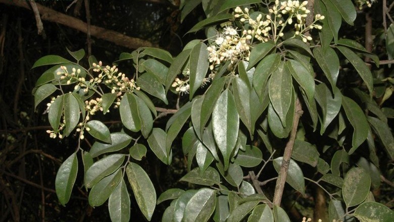 Cây dược liệu cây Khế rừng, Cây cháy nhà, Khế đồng, Cơm xôi - Rourea minor (Gaertn) Leenh. subsp. microphylla (H.et A.) J.E. Vidal (R. microphylla Planch.)