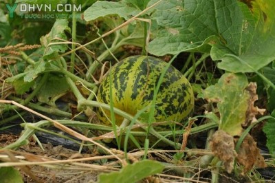 Cây dược liệu cây Dưa bở, Dưa nứt, Dưa hồng, Dưa gang - Cucumis melo L