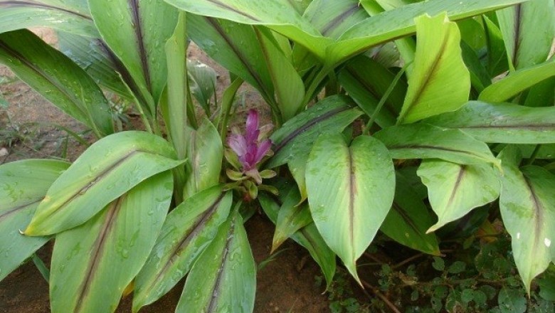 Cây dược liệu cây Nghệ đen - Curcuma zedoaria