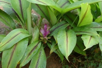 Cây dược liệu cây Nghệ đen - Curcuma zedoaria