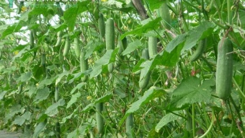Cây dược liệu cây Dưa chuột hay Dưa leo - Cucumis sativus L