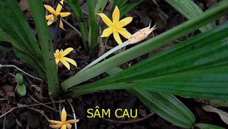 Cây dược liệu cây Sâm cau - Curculigo orchioides