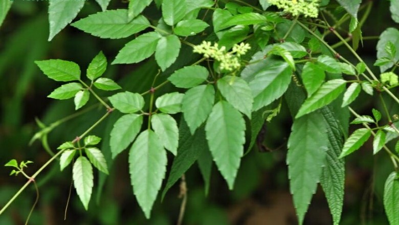 Cây dược liệu cây Ba Vác Nhật, Dâu leo, Giác tía - Cayratia japonica (Thunb.) Gagnep