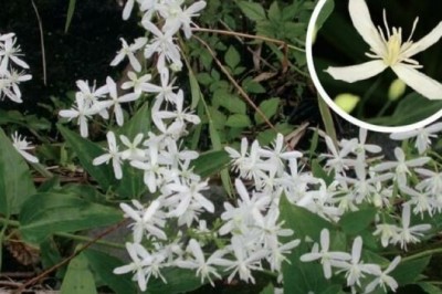 Những bài thuốc dùng Dây ruột gà, Mộc thông - Clematis chinensis Osbeck