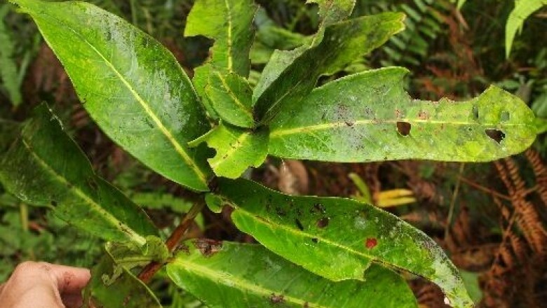 Cây dược liệu cây Đơn tướng quân, Trâm chụm ba, Cây rau chiếc - Syzygium formosum (Wall) Matsam, var. ternifolium (Roxb)
