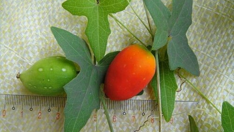 Cây dược liệu cây Dưa dại, Hoa bát, Dây củ mì, Cầu qua dị diệp - Solena amplexicaulis (Lam.) Gandhi (S. heterophylla Lour., Melothria heterophylla Lour.) Cogn.)