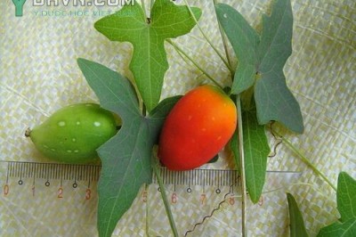Cây dược liệu cây Dưa dại, Hoa bát, Dây củ mì, Cầu qua dị diệp - Solena amplexicaulis (Lam.) Gandhi (S. heterophylla Lour., Melothria heterophylla Lour.) Cogn.)