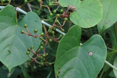 Cây dược liệu cây Chìa vôi bò, Rau tai trâu, Nho lá tim -Cissus repens Lam