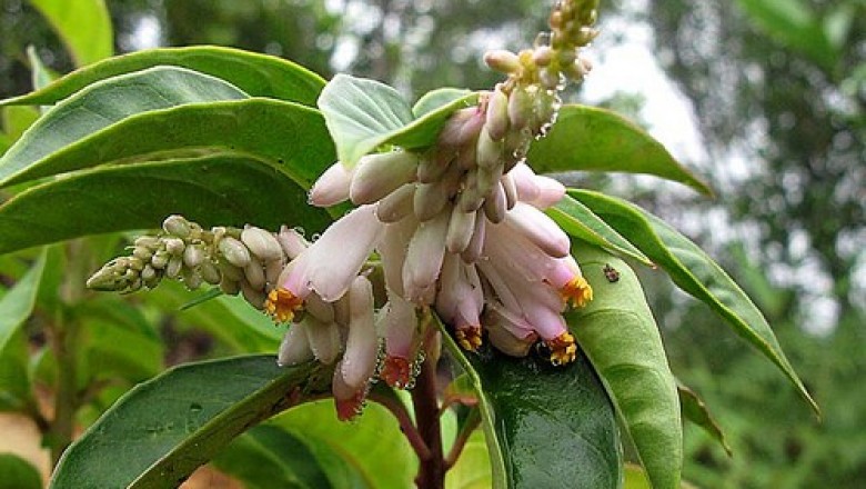 Bài thuốc đông y chữa bệnh mất ngủ hiệu quả: theo TTND.BS. Nguyễn Xuân Hướng