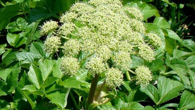 Hướng dẫn Trồng Cây dược liệu Bạch Chỉ - Angelica dahurica