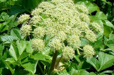 Hướng dẫn Trồng Cây dược liệu Bạch Chỉ - Angelica dahurica