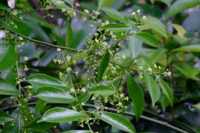 Cây dược liệu cây Thanh giang đằng, Dây gối Ấn Độ, Dây gối quả nâu - Celastrus hindsii Bonth. et Hook