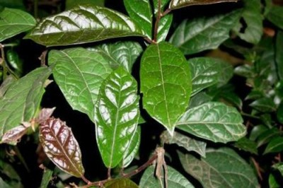 Cây xạ đen chữa ung thư cổ tử cung